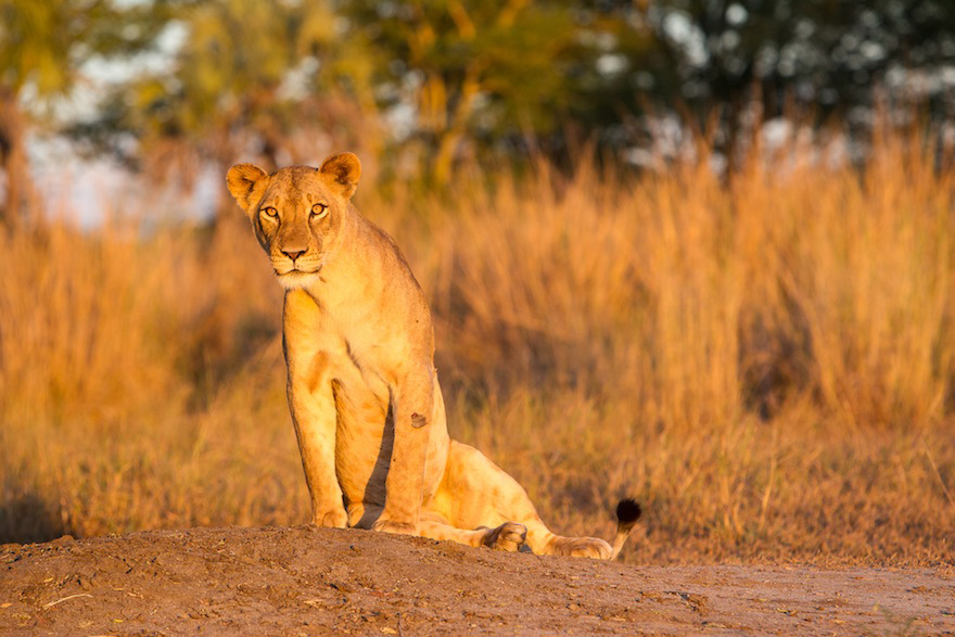 Gir National Park